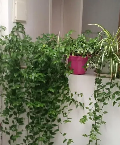 Atico Apartment Laguardia